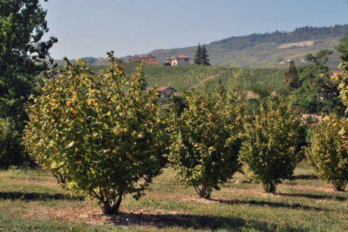 Is There Any Healthy Italian Food? - Lavolio Boutique Confectionery