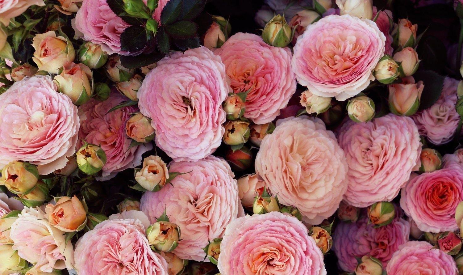 A Brief History Of Cooking With Roses, Rose Confectionery And Savoury Rose Dishes - Lavolio Boutique Confectionery