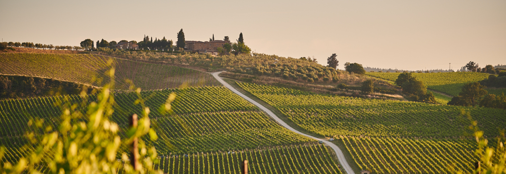 Italian Wine and Harvesting