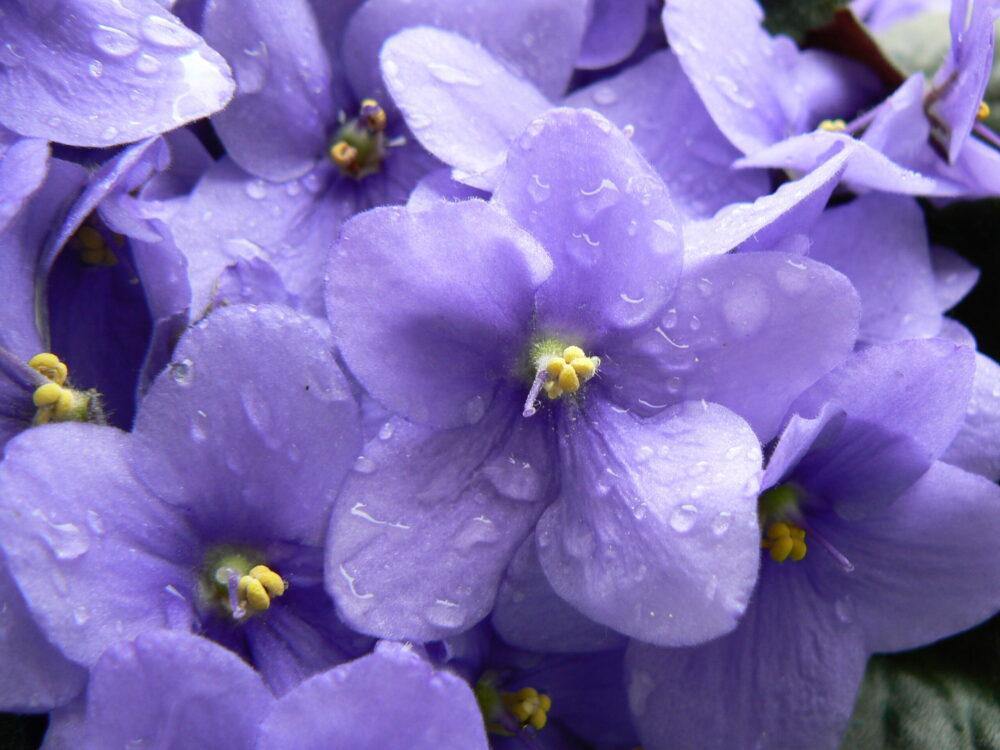 Parma violets sweets